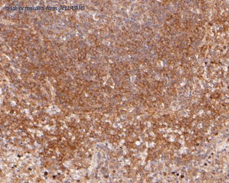 HUABIO ER2001-42 image 2