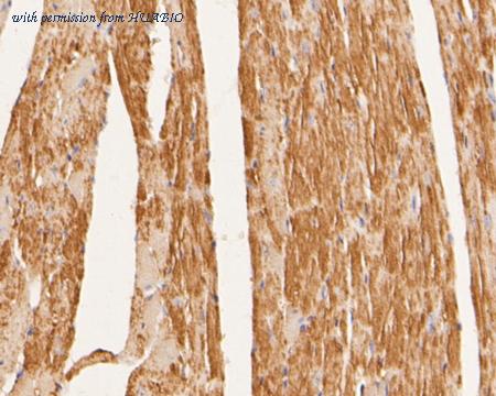 HUABIO ER2001-43 image 3