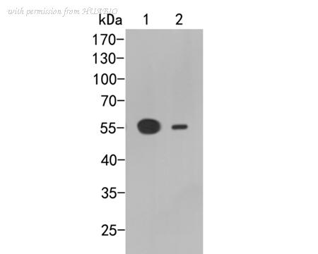 HUABIO ER2001-44 image 1