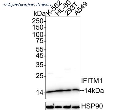 HUABIO ER2001-46 image 1
