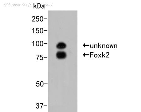 HUABIO ER2001-47 image 1