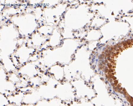 HUABIO ER2001-47 image 2