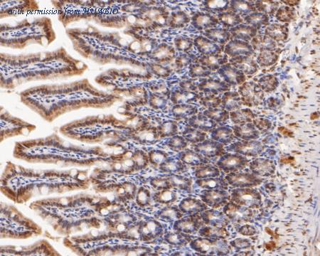 HUABIO ER2001-47 image 3