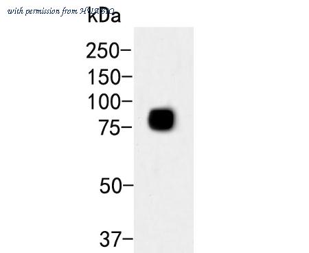 HUABIO ER2001-53 image 1