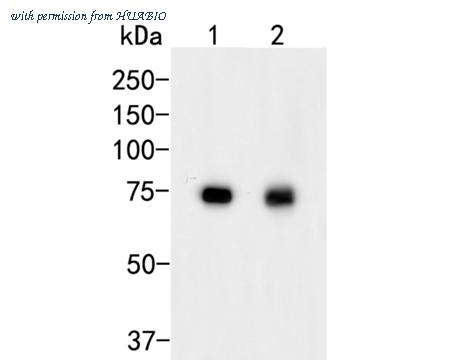 HUABIO ER2001-56 image 1
