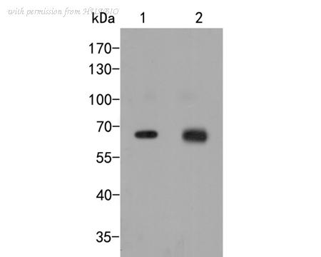 HUABIO ER2001-57 image 1