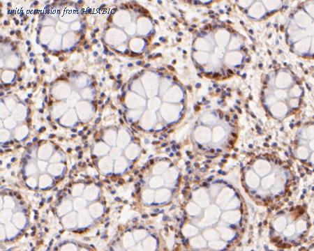 HUABIO ER2001-57 image 3