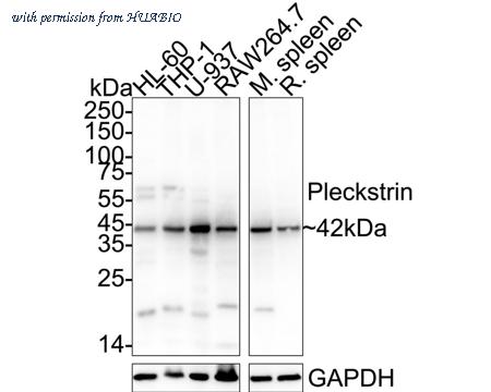 HUABIO ER2001-67 image 1