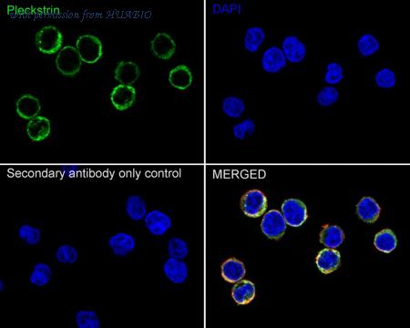 HUABIO ER2001-67 image 2
