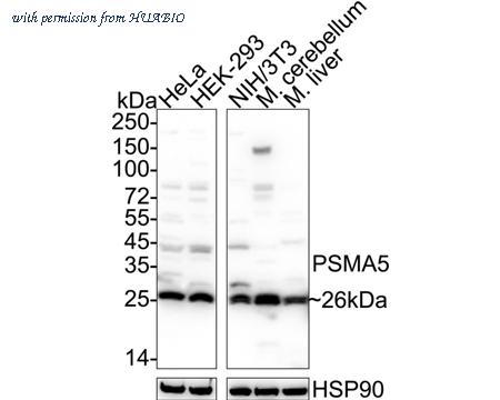 HUABIO ER2001-68 image 1
