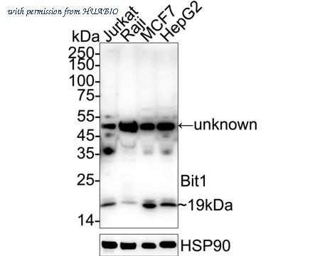 HUABIO ER2001-71 image 1