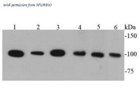 HUABIO ER31008 image 1