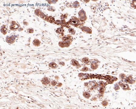 HUABIO ER31008 image 2