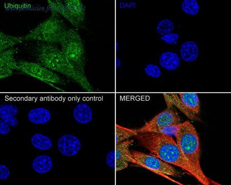 HUABIO ER31212 image 3
