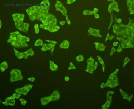 HUABIO ER31215 image 3