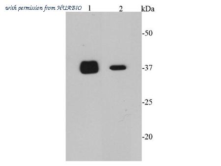 HUABIO ER40101 image 2