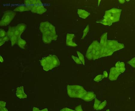 HUABIO ER40101 image 3