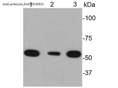 HUABIO ER40113 image 1