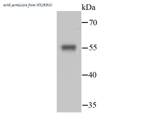 HUABIO ER40113 image 2