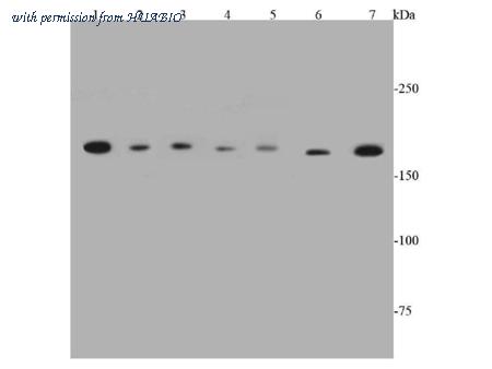 HUABIO ER40124 image 1