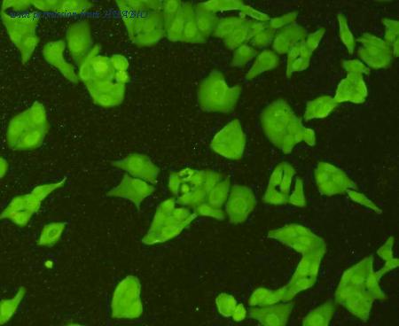 HUABIO ER40124 image 3