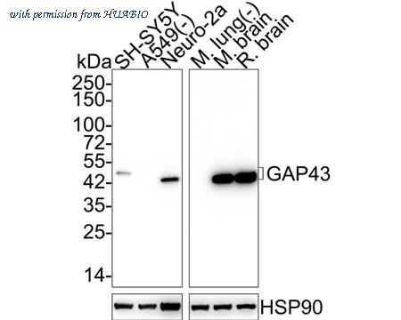 HUABIO ER40201 image 1