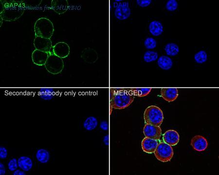 HUABIO ER40201 image 2