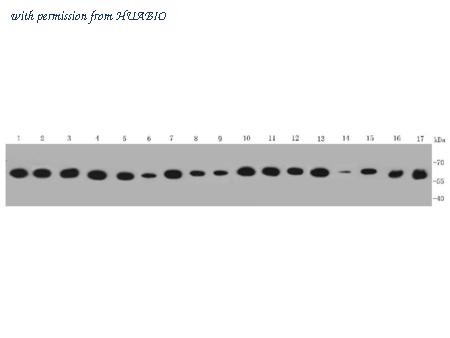 HUABIO ER40404 image 1