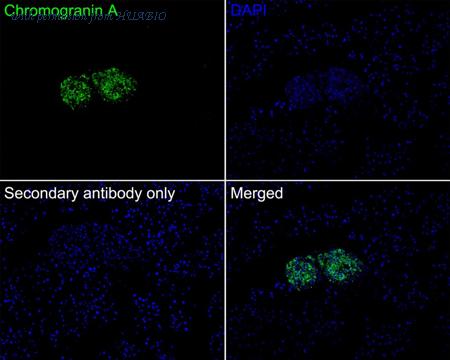 HUABIO ER40724 image 3