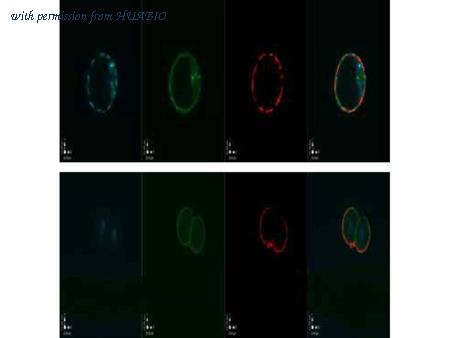 HUABIO ER50101 image 1