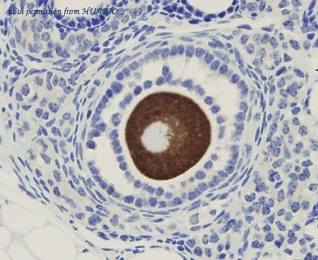 HUABIO ER50105 image 1