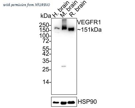 HUABIO ER50803 image 1