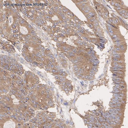 HUABIO ER60797 image 3