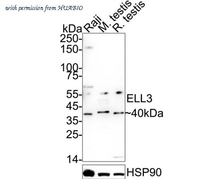 HUABIO ER61160 image 1