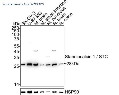 HUABIO ER61893 image 1