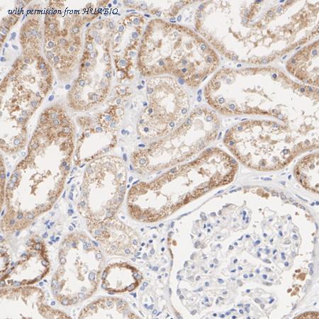 HUABIO ER61893 image 3