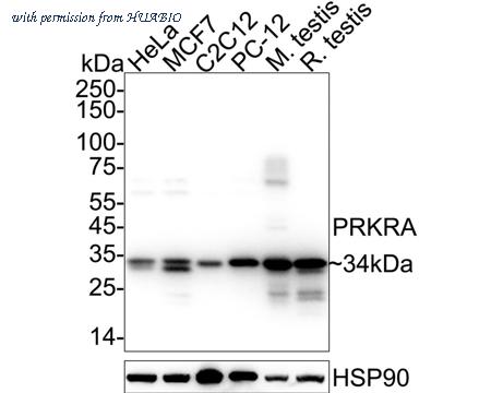HUABIO ER62454 image 1