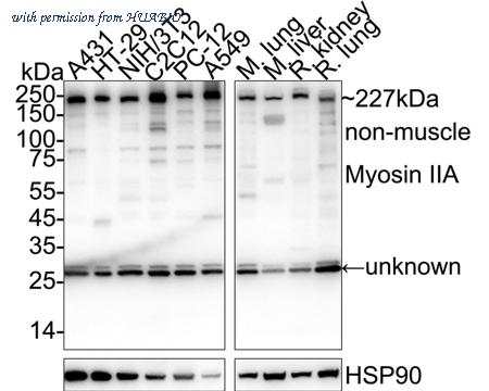 HUABIO ER62480 image 1