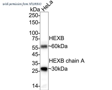 HUABIO ER63676 image 2