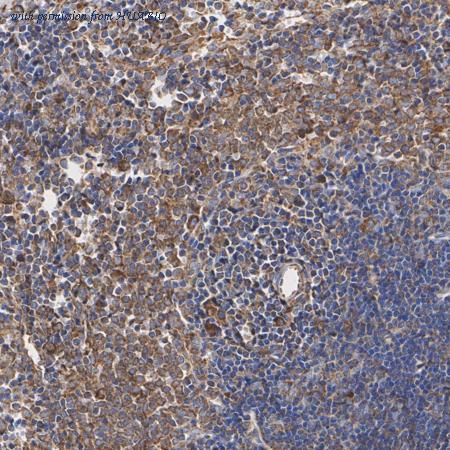 HUABIO ER63713 image 3