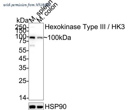 HUABIO ER63723 image 1