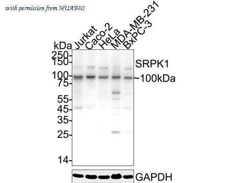 HUABIO ER65028 image 1