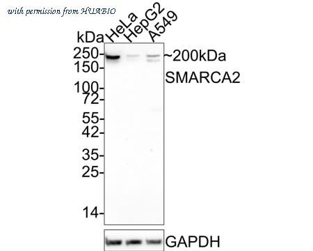HUABIO ER65406 image 1