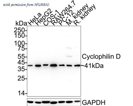 HUABIO ER65466 image 1