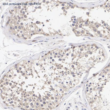 HUABIO ER65466 image 2