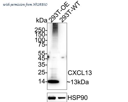 HUABIO ER65489 image 1