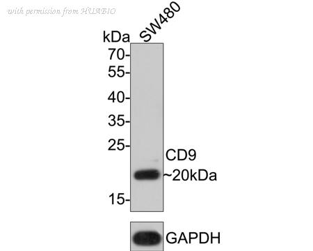 HUABIO ER80402 image 1