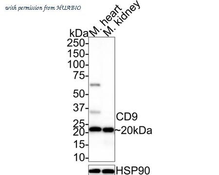 HUABIO ER80402 image 2