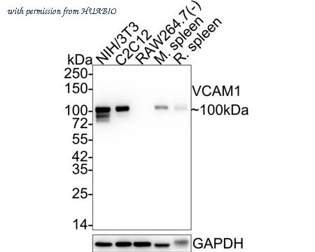 HUABIO ET1601-18-50UL image 2