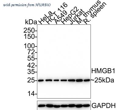 HUABIO ET1601-2-50UL image 3